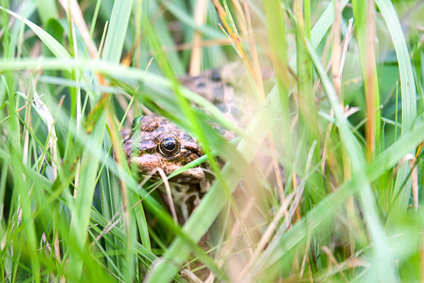 istock Brown frog hiding between green plants 1093562562