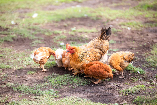 istock Red chicken (mother) with chickens digging in the ground, looking for food, resting, lying 1093562682