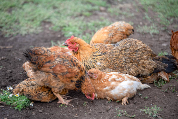 istock Red chicken (mother) with chickens digging in the ground, looking for food, resting, lying 1093562754