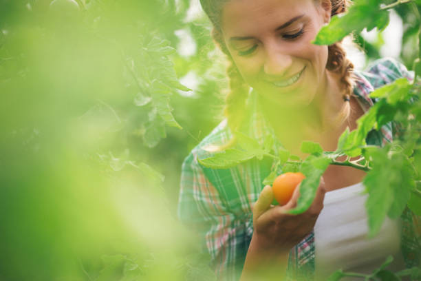 istock Two young women working in greenhouse with tomato 1093564420