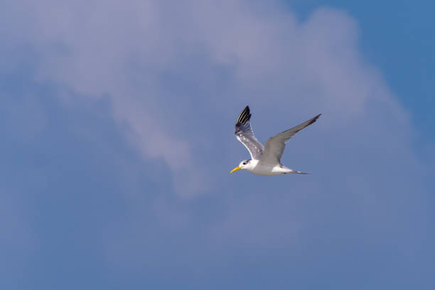 istock A Lesser Crested Tern flies by showing off it's beak in the afternoon sun. 1093564524