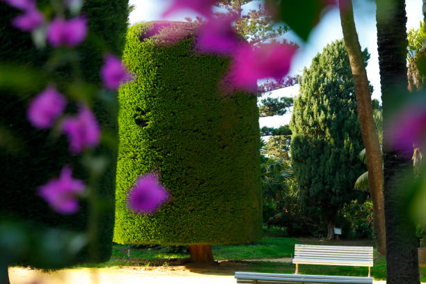 istock Bizarre Trees in the Park Genoves, Cadiz, Spain 1093564620