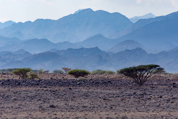 montagne nebbiose con alcuni alberi nel deserto roccioso della parte settentrionale degli emirati arabi uniti vicino all'oman. - fog desert arabia sunset foto e immagini stock