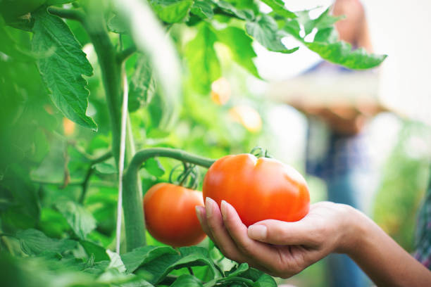 istock Two young women working in greenhouse with tomato 1093564688