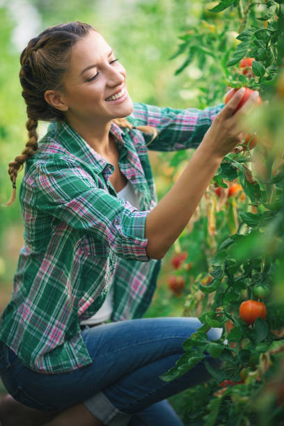 istock Two young women working in greenhouse with tomato 1093564826