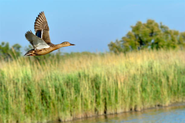 Female duck mallard (Anas platyrhynchos) in flight in the Camargue is a natural region located south of Arles, France, between the Mediterranean Sea and the two arms of the Rhône delta