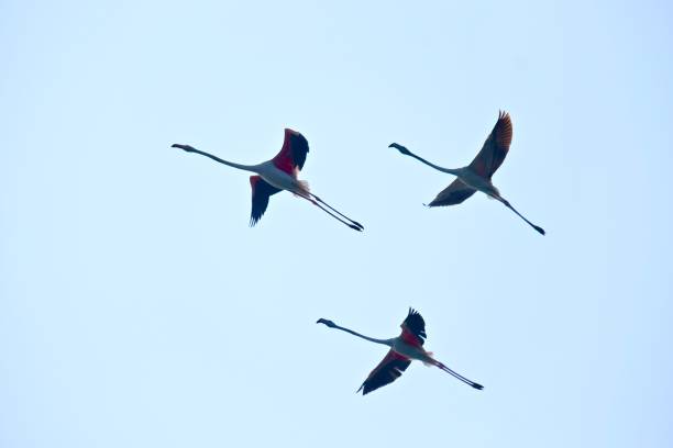 istock flamingos flying in the sky 1093567220