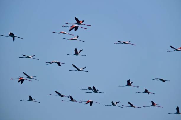 istock flamingos flying in the sky 1093567372