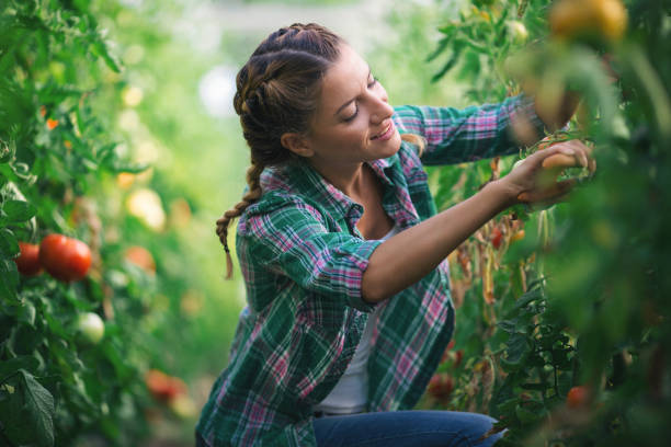 istock Two young women working in greenhouse with tomato 1093567472