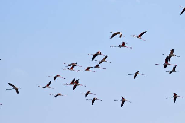 istock flamingos flying in the sky 1093567818
