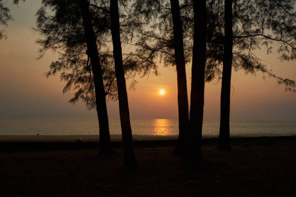 istock Golden hour sunset in the sea with pine tree for foreground 1093567906
