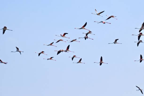 istock flamingos flying in the sky 1093568012
