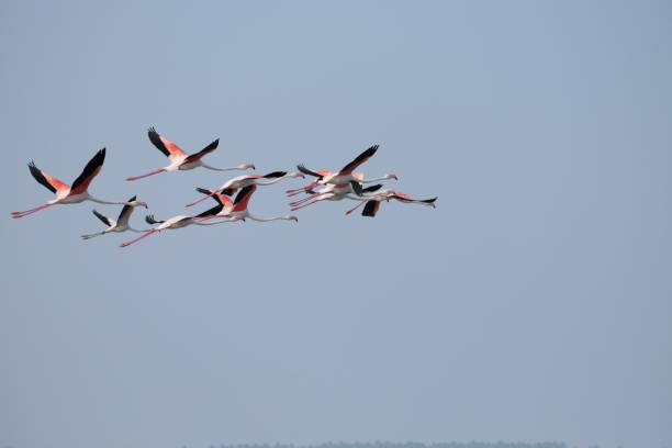istock flamingos flying in the sky 1093568184