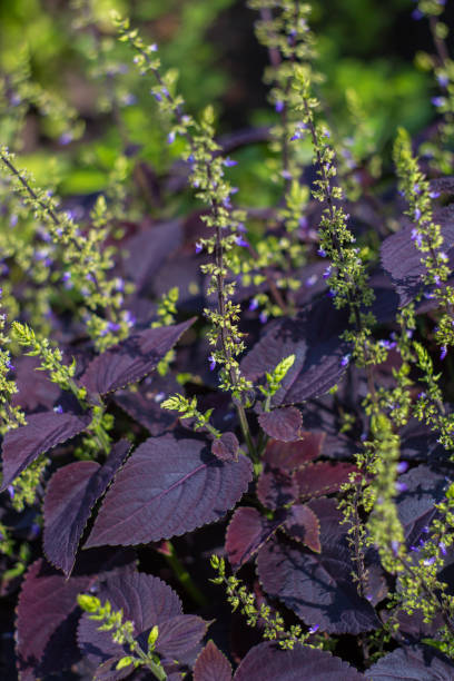 coleus bella fiorisce in giardino in una chiara giornata di sole. messa a fuoco morbida selettiva. - nature selective focus green vertical foto e immagini stock