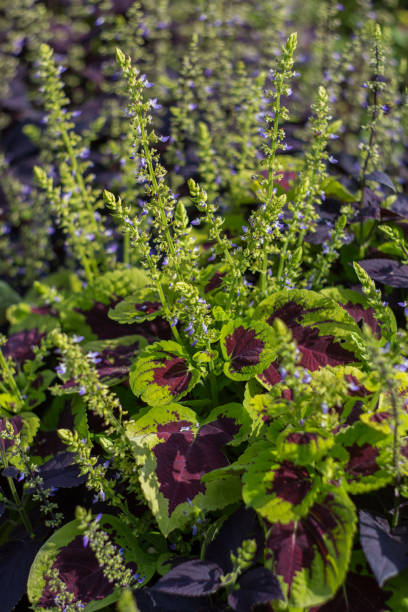 coleus belle fleurit dans le jardin un jour clair et ensoleillé. flou sélectif. - nature selective focus green vertical photos et images de collection