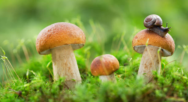 istock Edible mushrooms in a forest, Boletus edulis 1093570254
