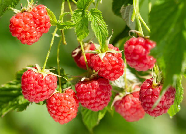 istock ripe raspberries in a garden 1093570308