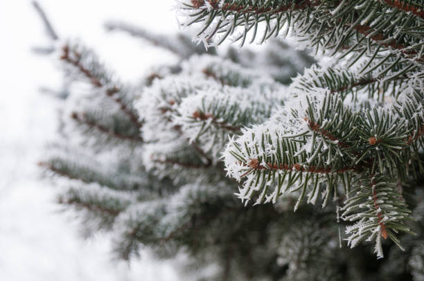 istock Frozen fir bushes 1093570960