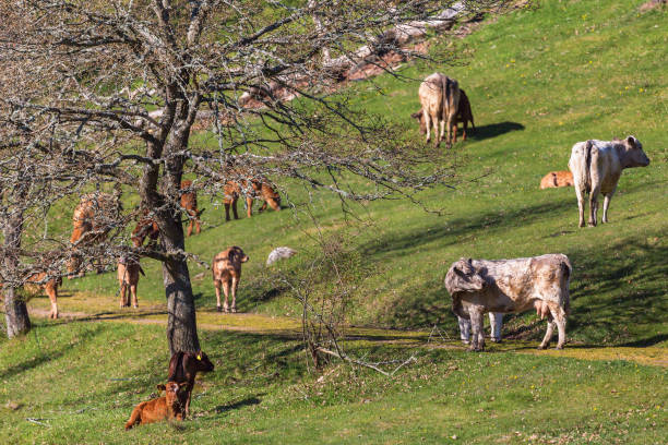 istock Herd of cows and calves 1093570994
