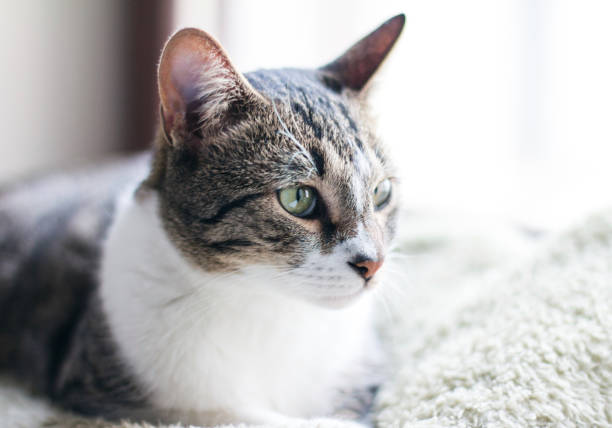 istock Cat relaxing at home by the window on warm blanket 1093572052