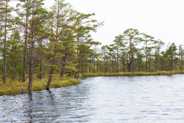 松の木が付いている沼地湖 - boreal forest lake riverbank waters edge ストックフォトと画像