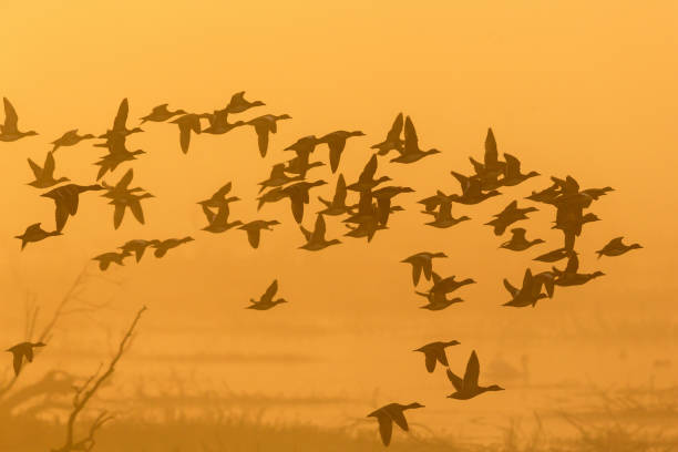 istock Flock of ducks flying in the misty sunrise 1093572206