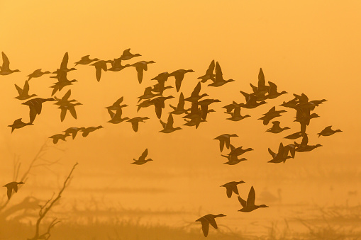 Flock of ducks flying in the misty sunrise