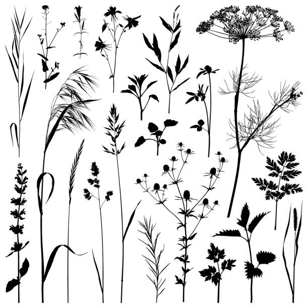 Set of plants silhouettes. Detailed images isolated black on white background. Vector design elements.