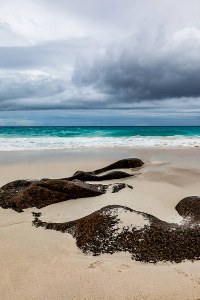 istock organic rocks at the beach, seychelles, africa 1093572464