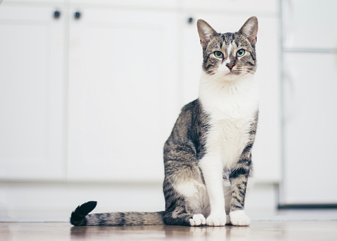 Cat sitting on floor at home looking at camera