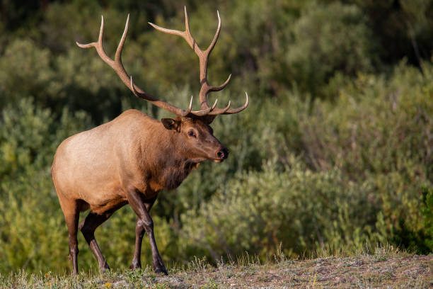 istock Bull elk (Cervus canadensis) with a large antlers walking up a hill. 1093577618