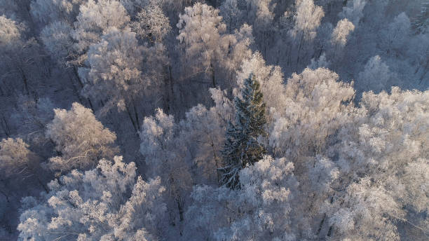 istock winter landscape in countryside 1093578444