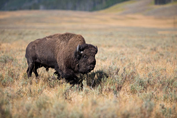 istock A lone older bull buffalo (bison) walking in an open meadow. 1093579550