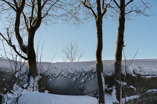 Frozen birch trees on blue sky backgrounds