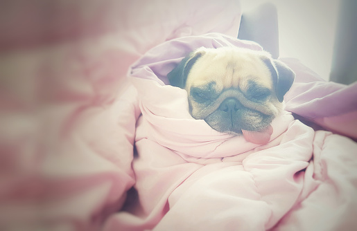 Close up face of cute dog puppy pug sleep rest on sofa bed with tongue out and wrap blanket because of weather cold