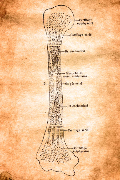 Humerus section Illustration of a Humerus section pics of humerus labeled diagram stock illustrations