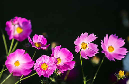 pink cosmos flower on high mountain in asia with beautiful light from sun in evening time with dark or black background