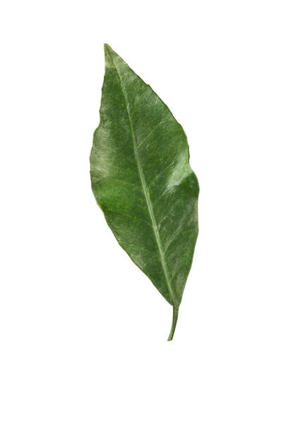 istock Green orange leaf isolated on white background 1093580538