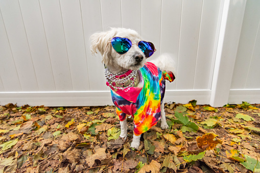Perro disfrazado como un hippie photo