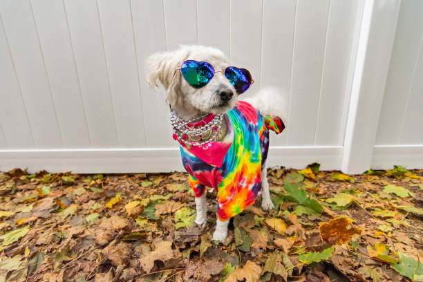 Dog dressed up like a hippie Dog dressed up like a hippie. Wearing tye dye shirt, necklace and sunglasses. pet clothing stock pictures, royalty-free photos & images