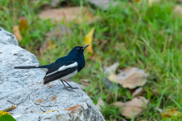 istock Male Oriental Magpie Robin perching on rock 1093582272