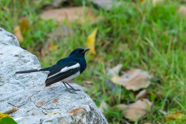 istock Male Oriental Magpie Robin perching on rock 1093582276