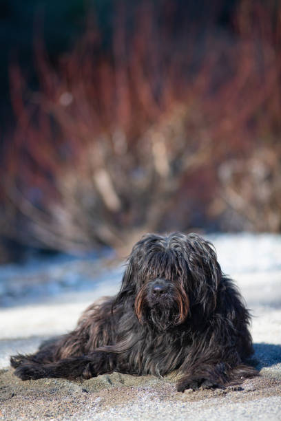 istock Mixed bergamasco shepherd dog
or in the sand 1093582632