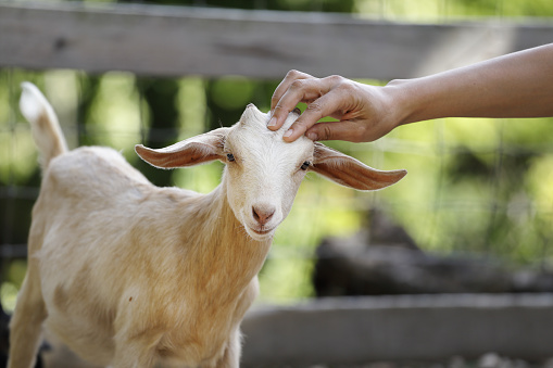 Goat being pet