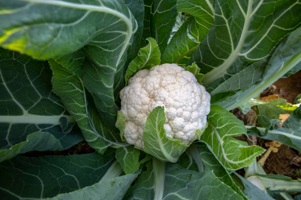 istock A white cauliflower surrounded by its leaves in a planted field 1093585758