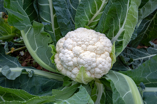 White Colliflower A White Cauliflower Surrounded By Its Leaves In A Planted Field Stock ...