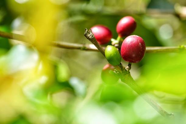 istock colorful juicy sweet coffee berries 1093588042