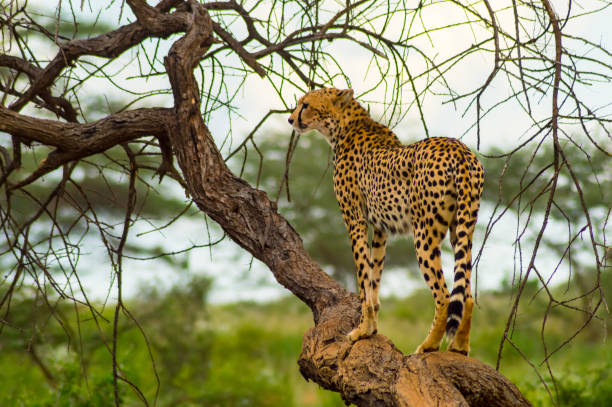 istock Cheetah perched on a dead tree in Samburu Park 1093588424