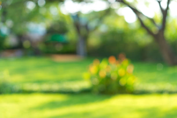 istock fresh nature green blurry and bokeh background. 1093590052