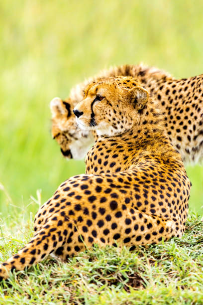 istock Cheetah cub and mother at wild 1093590262